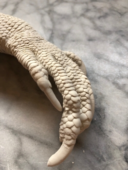 Cast of iguana foot