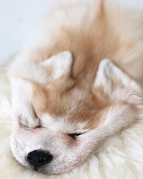 Coat preservation of the face and ears of an Akita