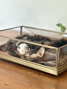 Full body coat preservation and skull cleaning in glass casket box with cat