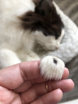 Tiny coat preservation with cat