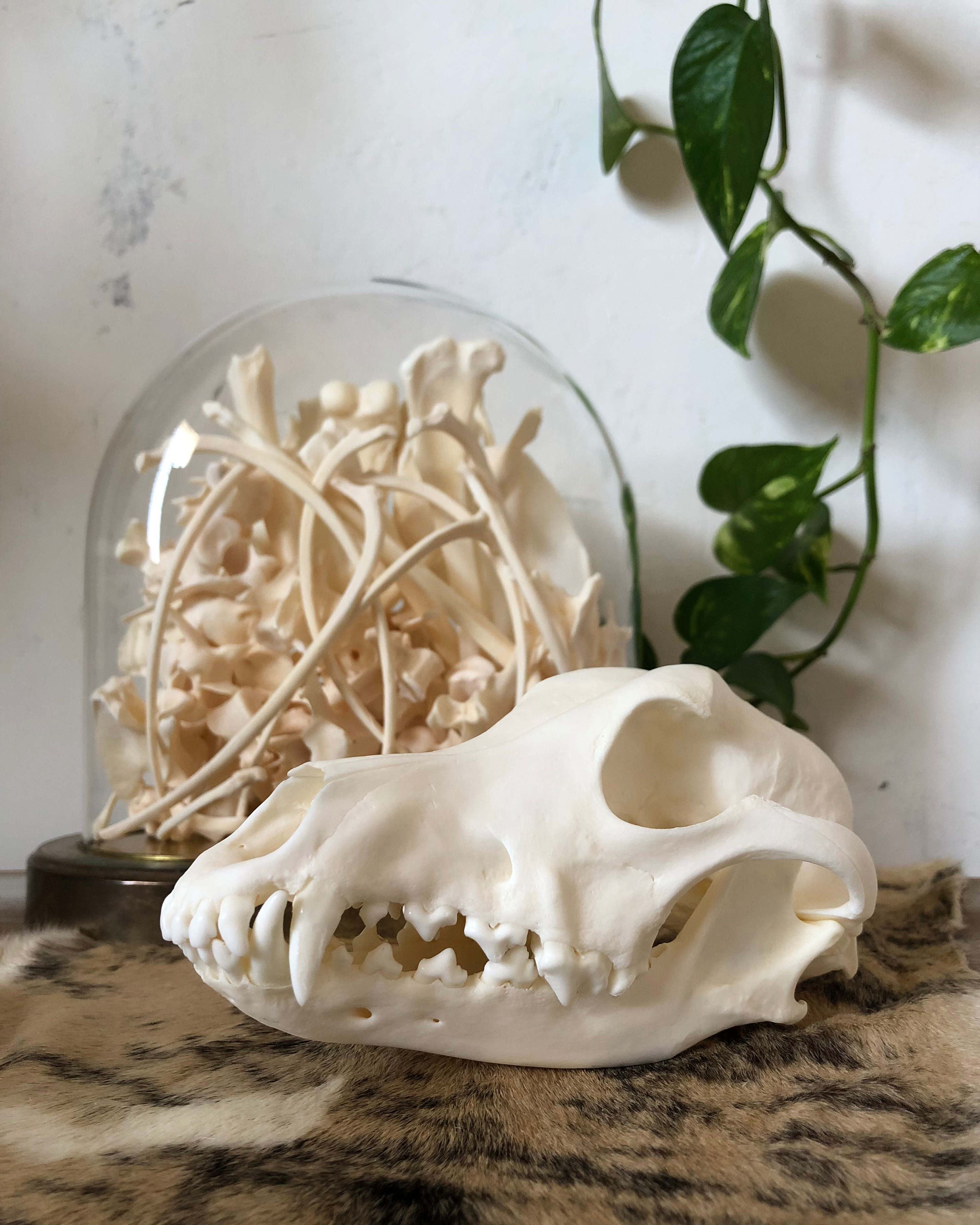 Dog's skull with a jar of bones and a plant in the background