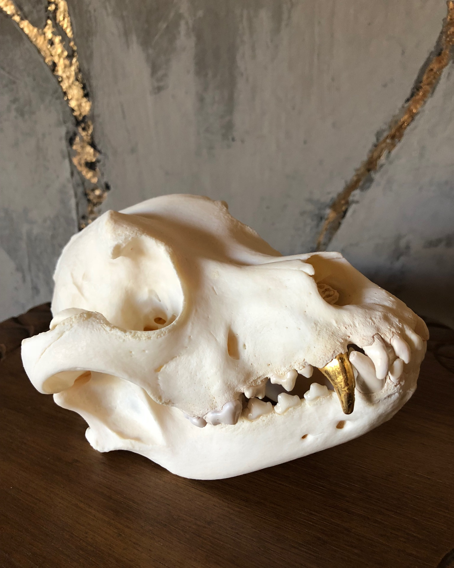 Dog skull with a single long incisor made of gold