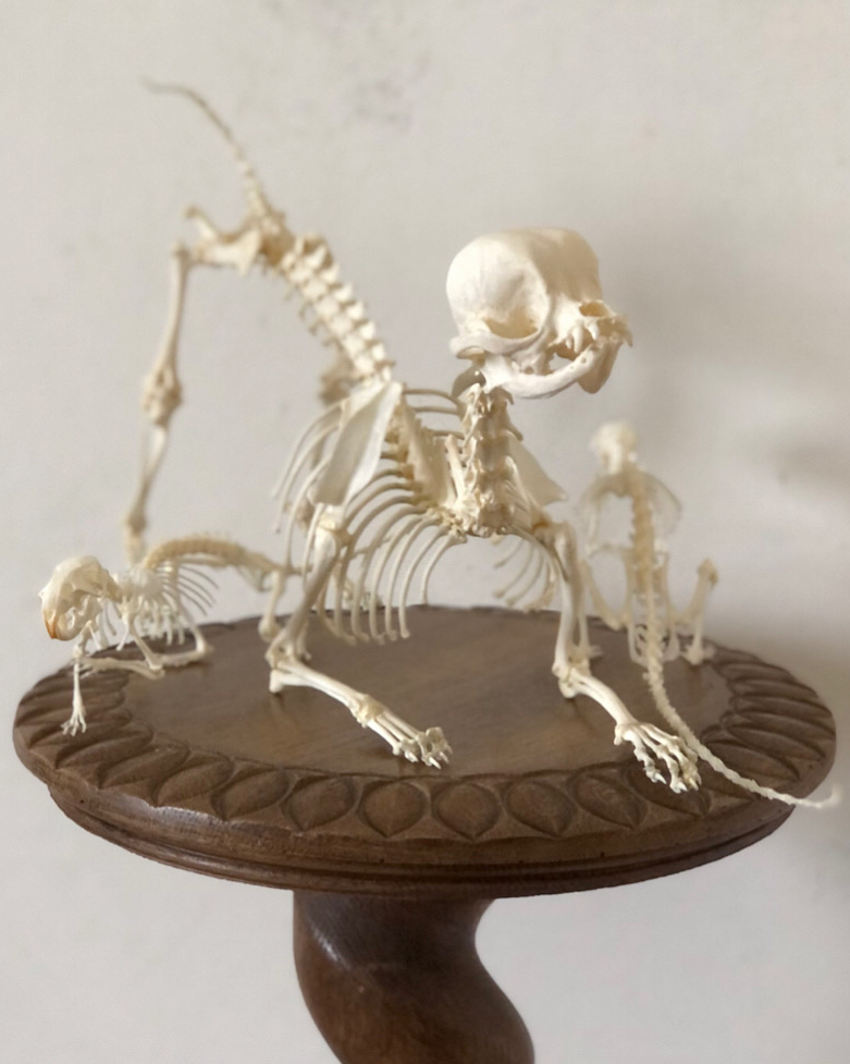 Three articulated skeletons, two small and one large, arranged on top of a brown table