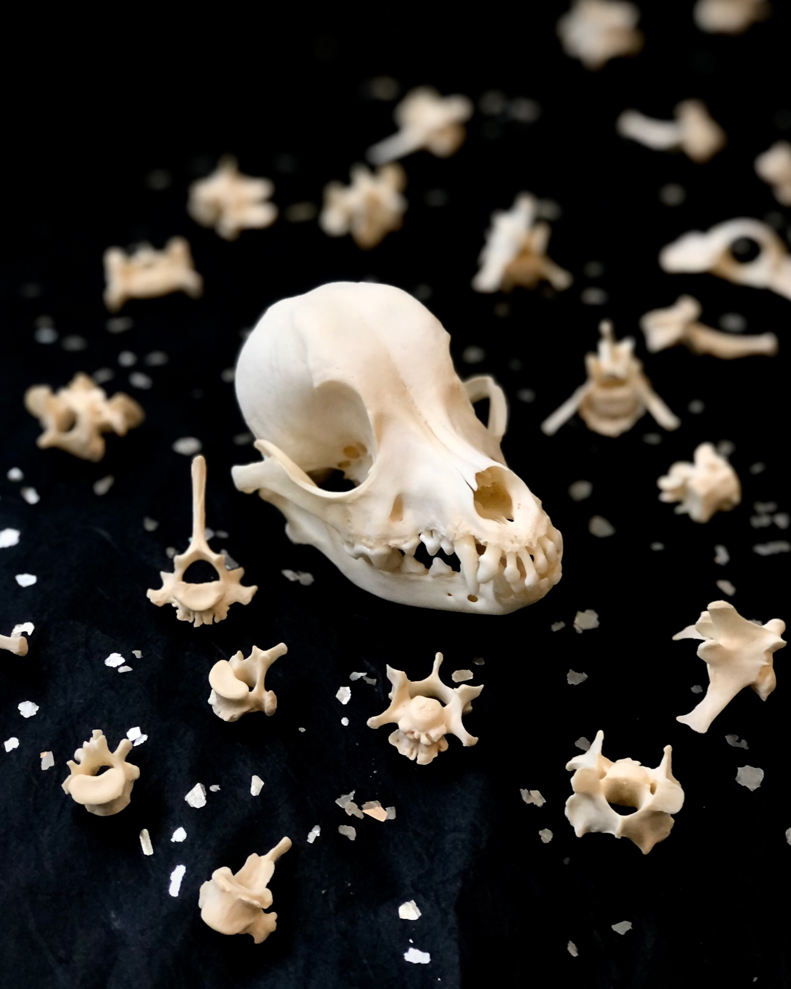 Small dog's skull with smaller vertebrae and salt flakes surrounding it