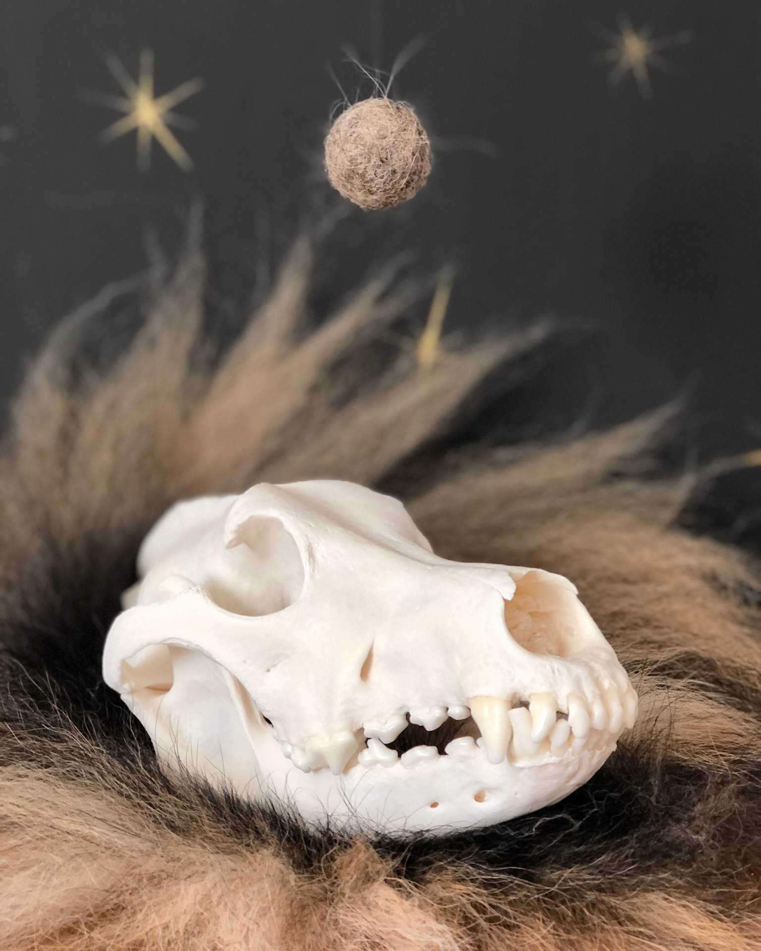 Dog skull on top of fur with a sphere made of hair hovering over it