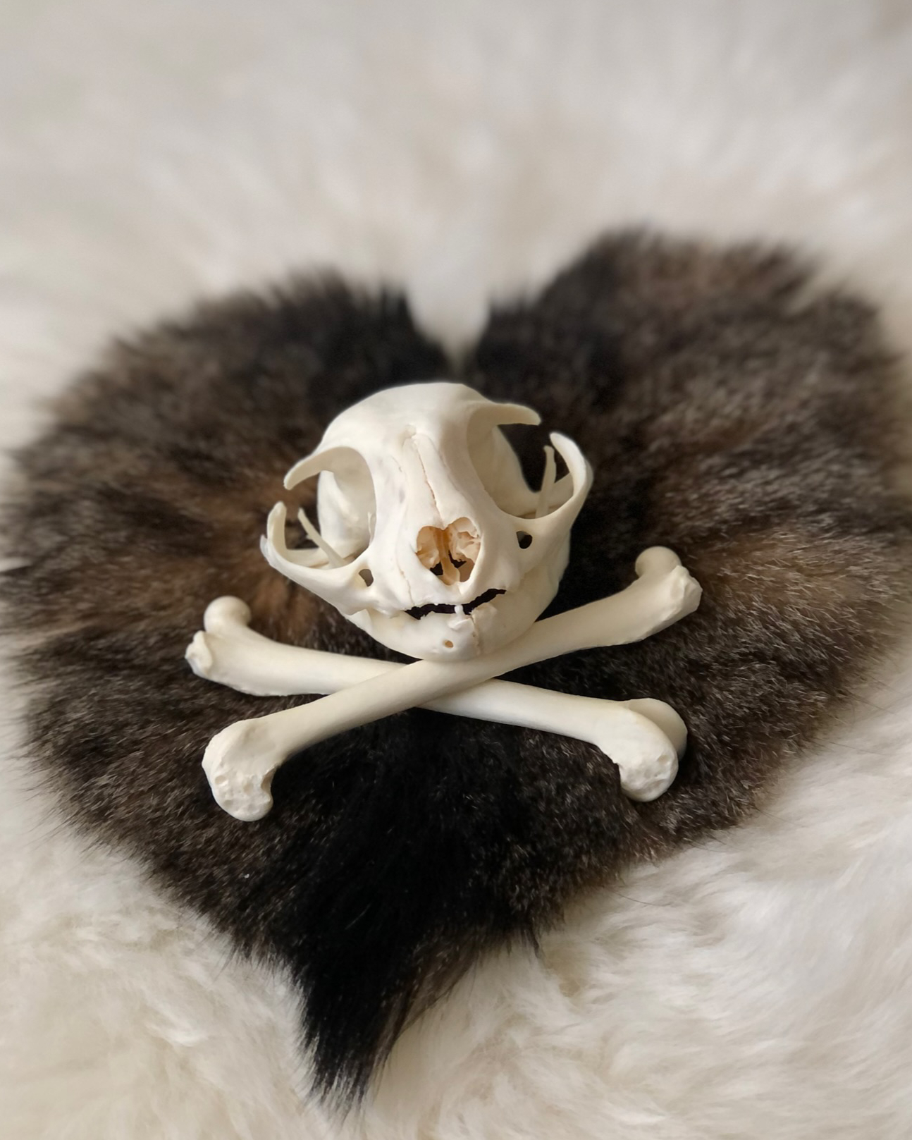 Cat skull without teeth and bones arranged in front of it in an x. They're placed on top of a heart-shaped fur preservation.
