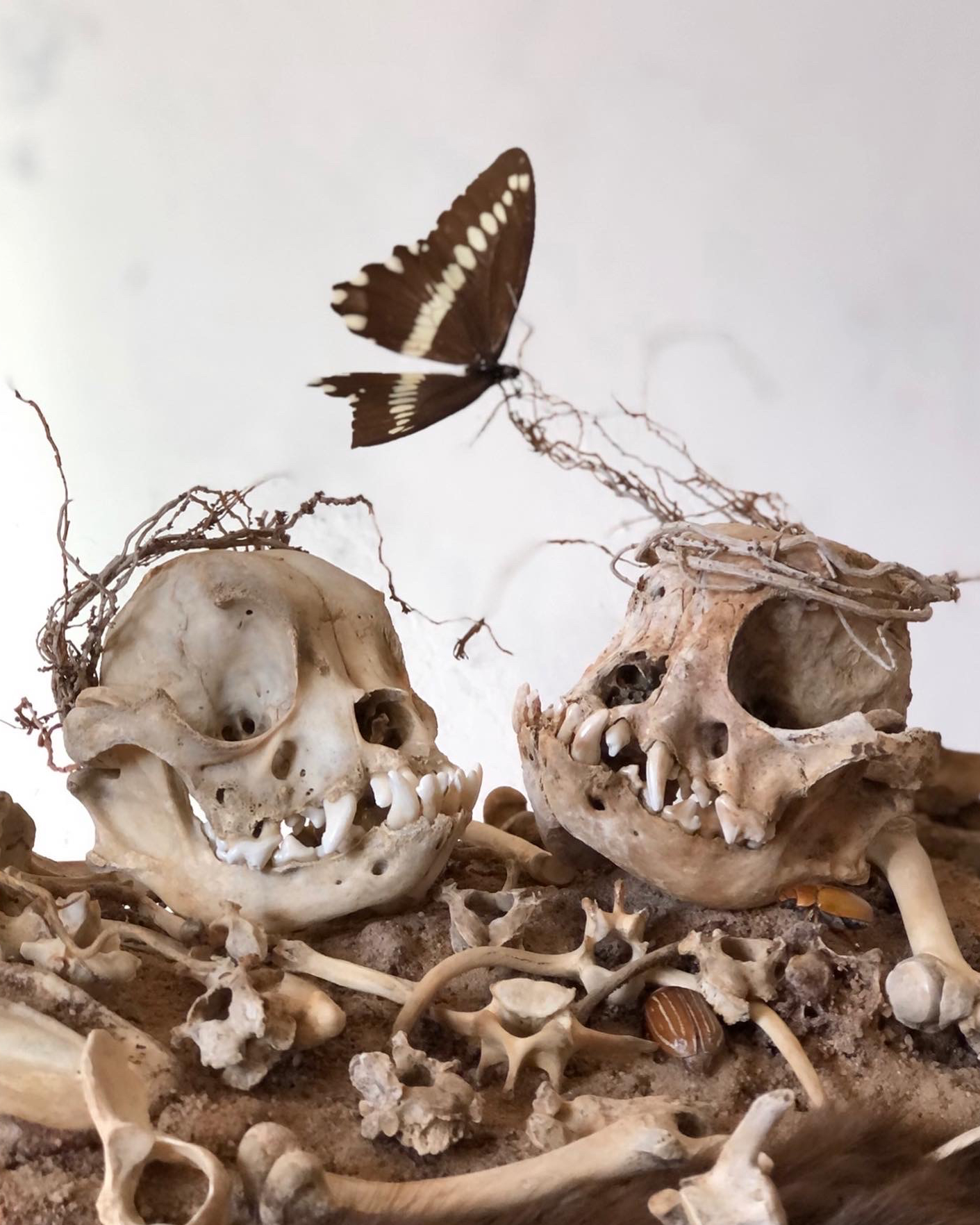 Two weathered small dog skulls with bones arranged in front of them and a butterfly perched on a branch above the skulls