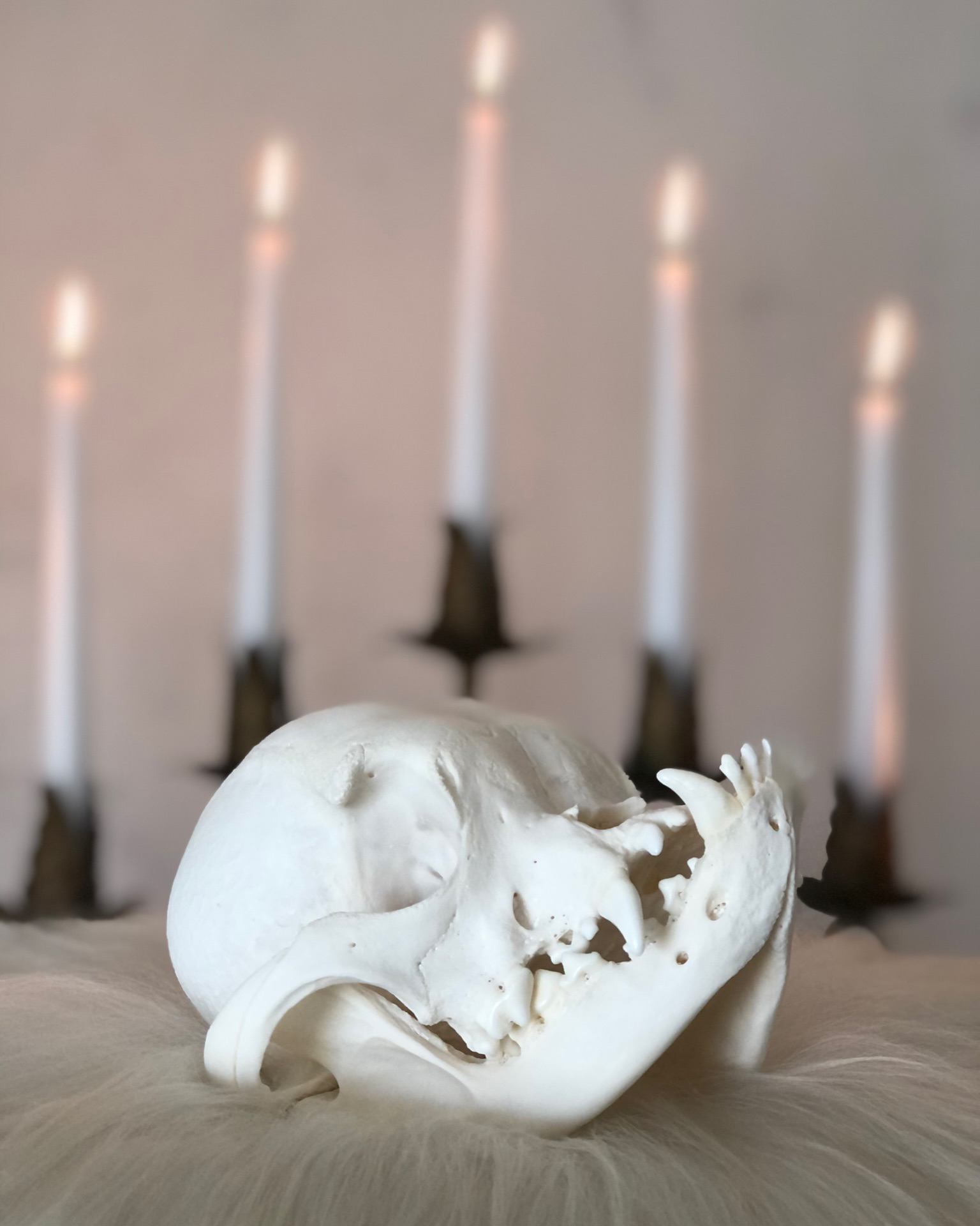 Dog skull with a pronounced underbite and lit candles in the background
