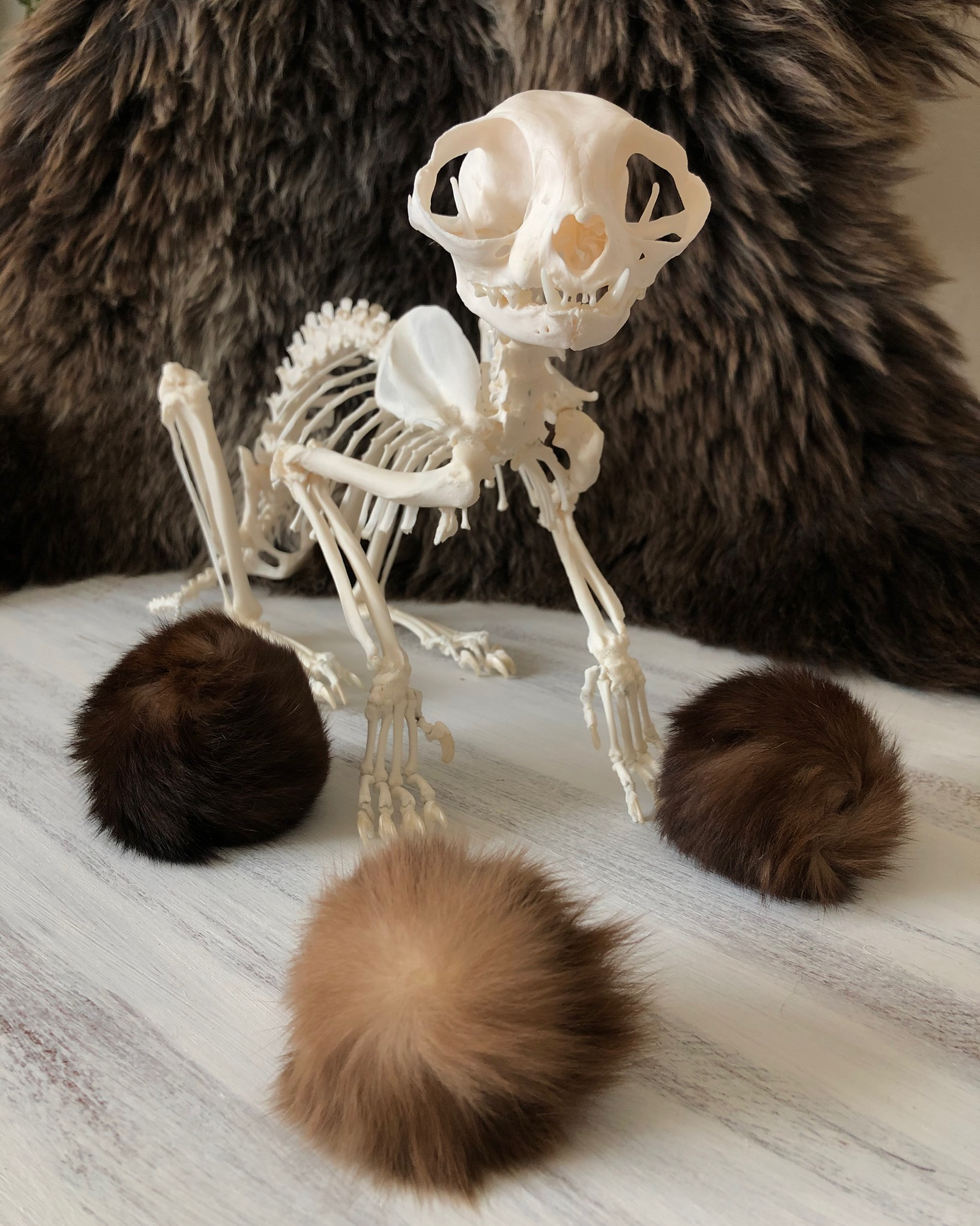 Articulated cat skull facing the camera with fur draped behind it and three preserved coat balls in front