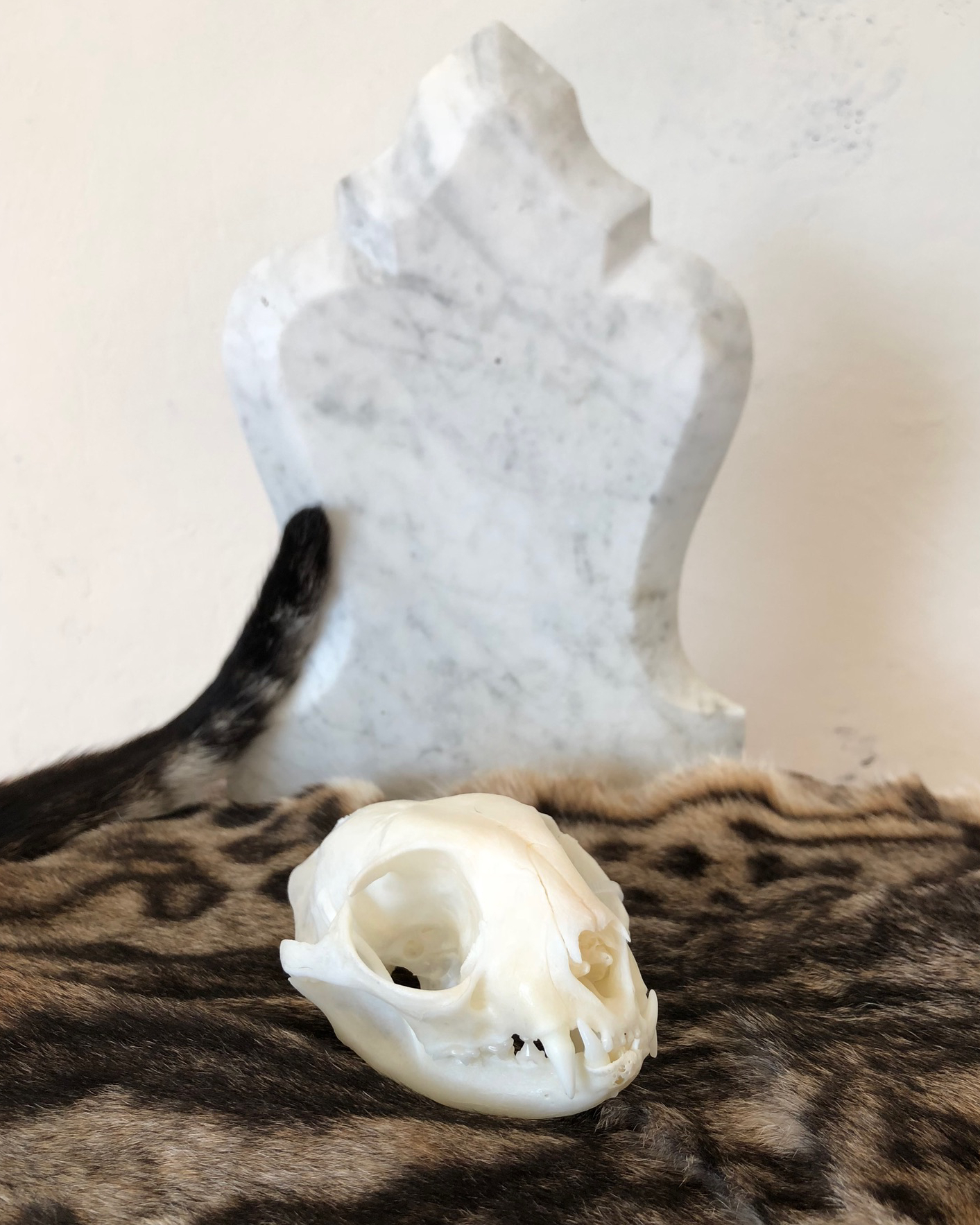 Cat skull in front of a preserved cat tail and a blank marble headstone