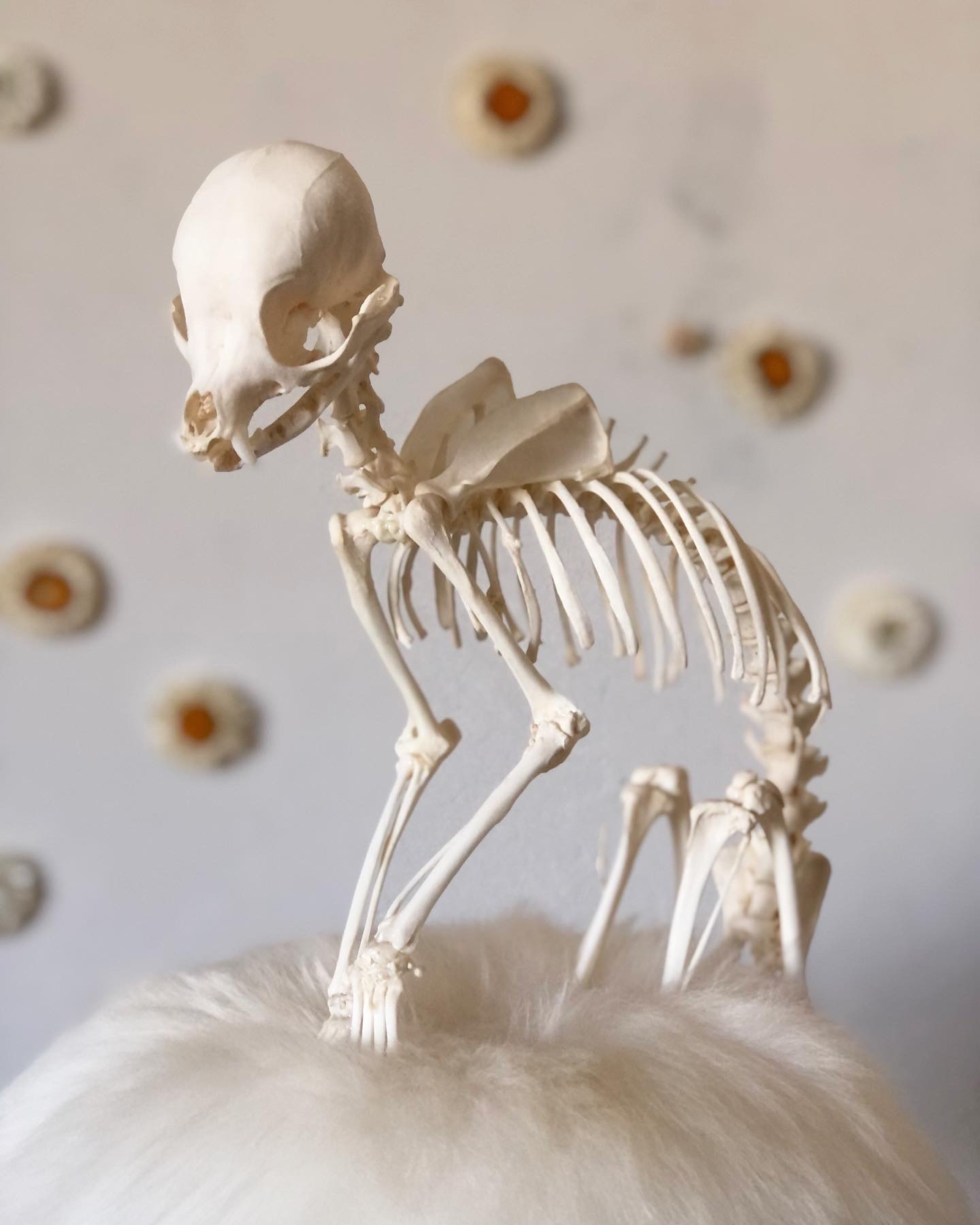 Small dog's fully articulated skeleton