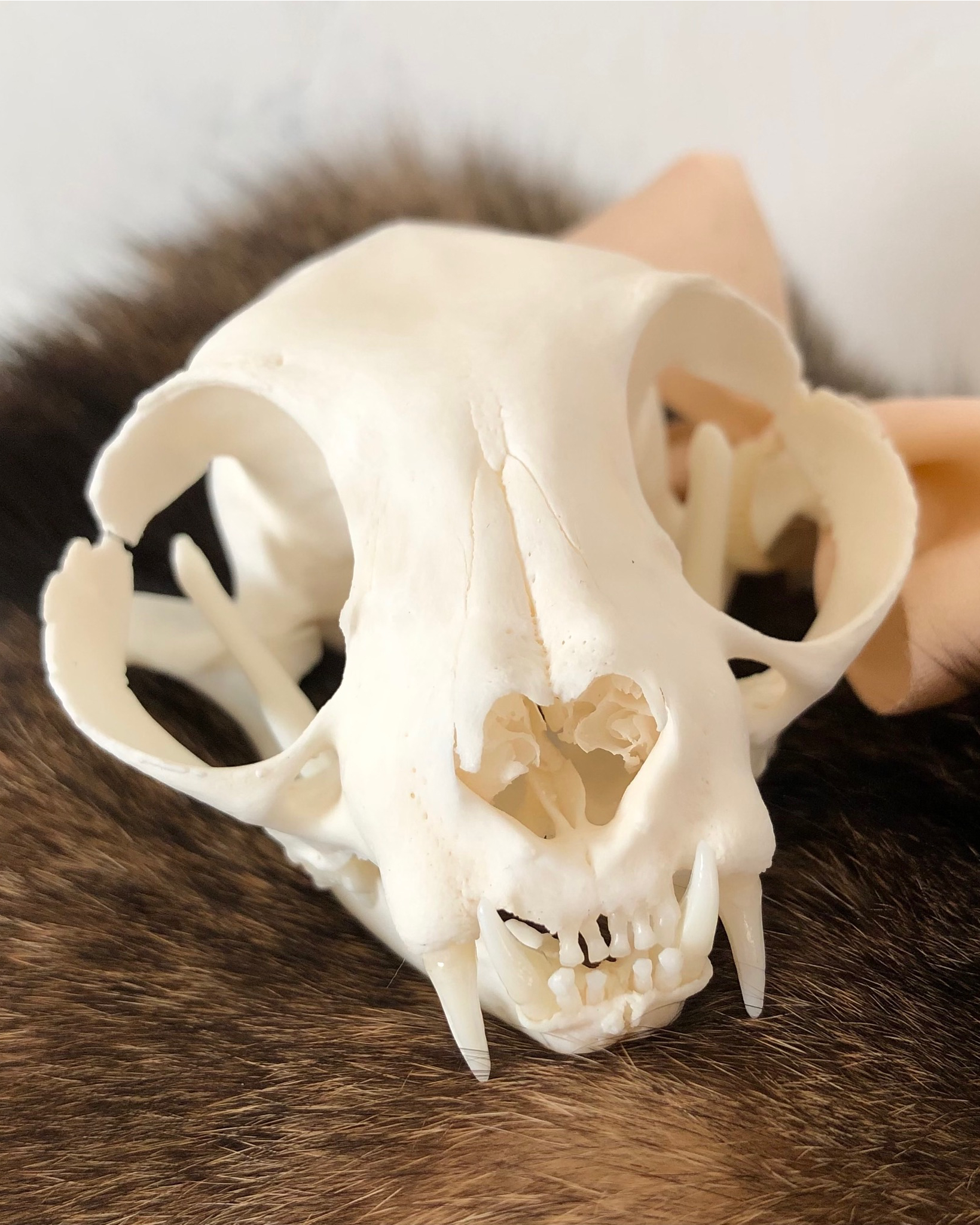 Close-up of cat's skull