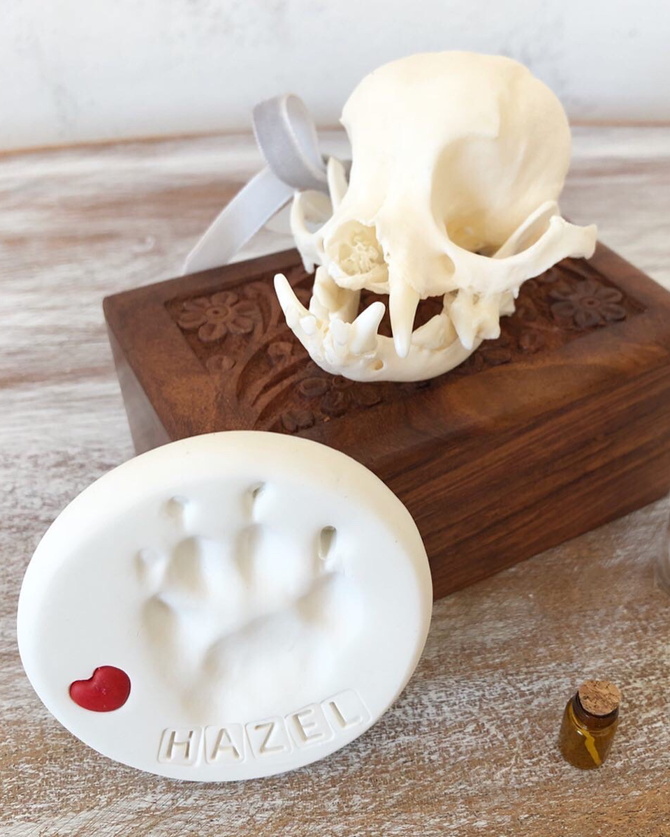 Small dog's skull on top of a wooden box with a plaster cast of a paw print with the word Hazel on it