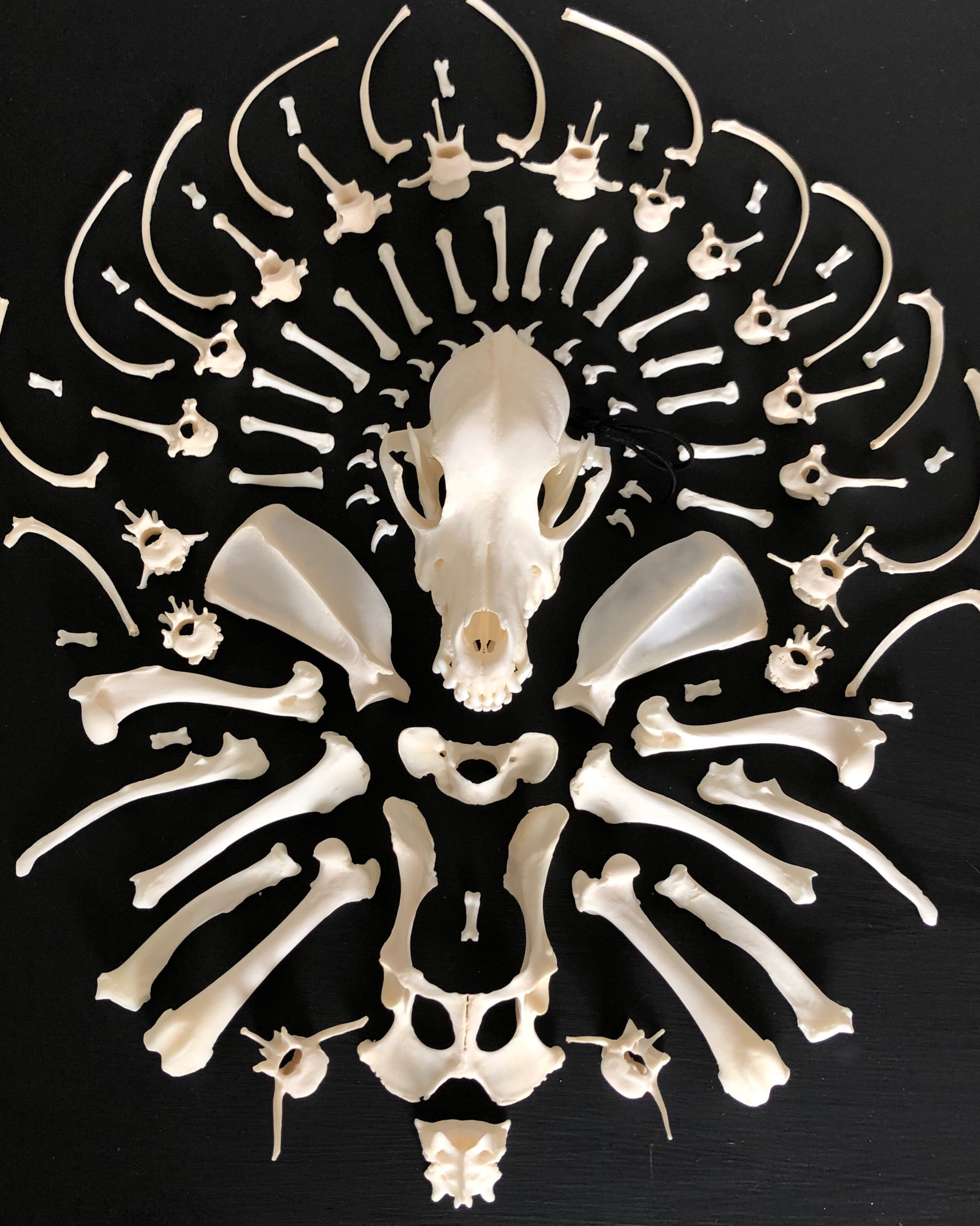 Mandala-like arrangement of bones surrounding an animal skull