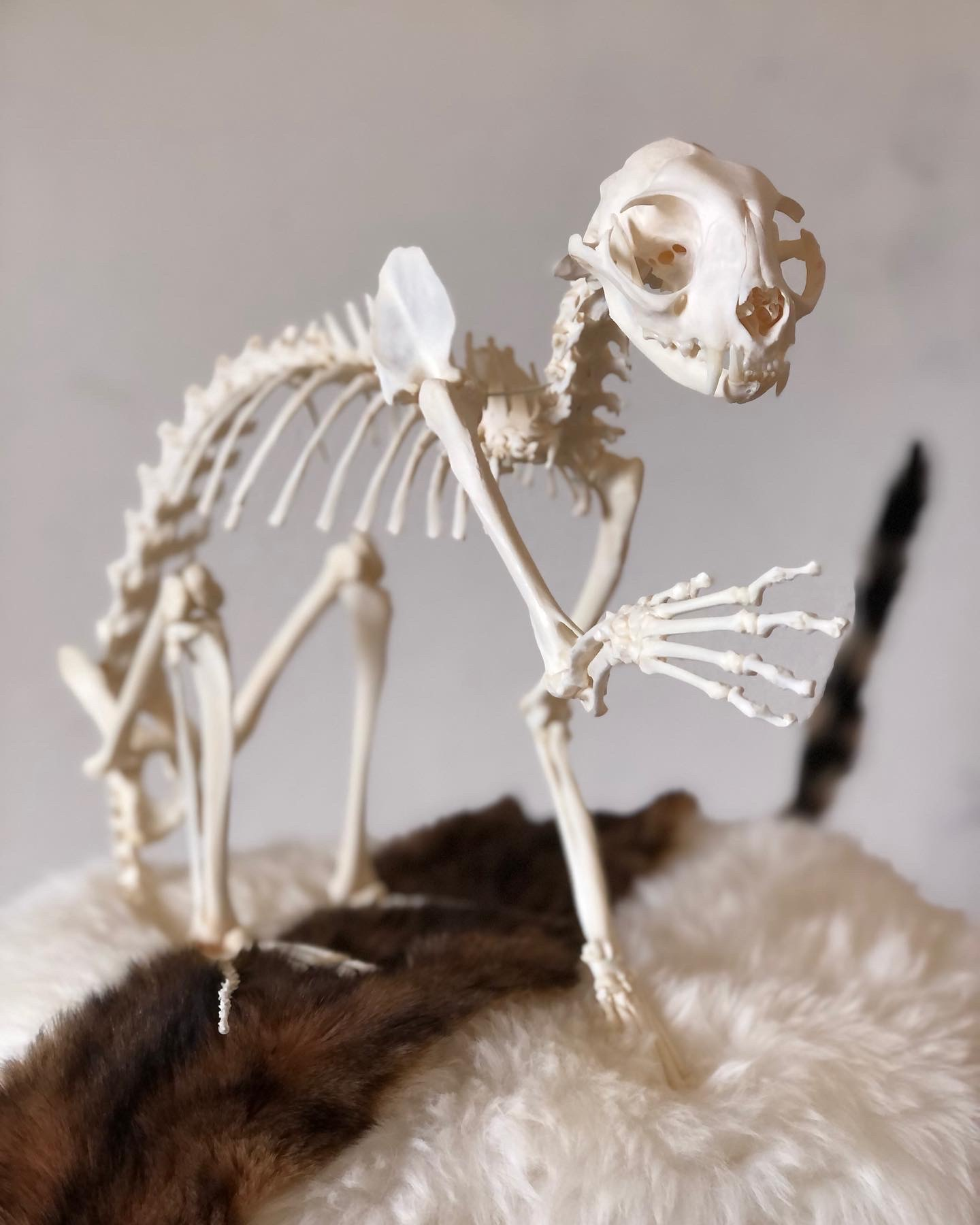 Fully articulated cat skeleton with one paw reaching forward