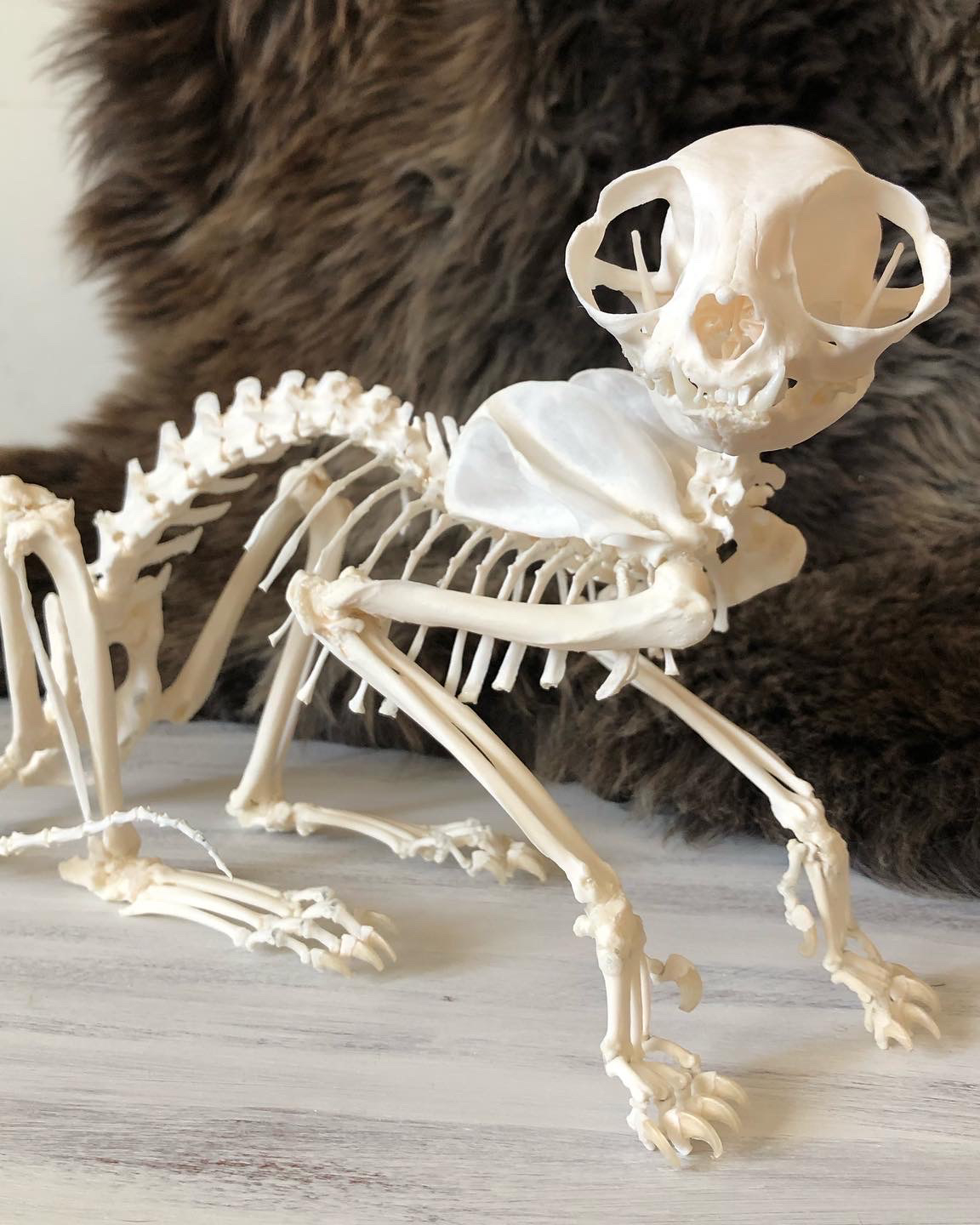 Side view of a fully articulated cat skeleton with the skull turned towards the camera