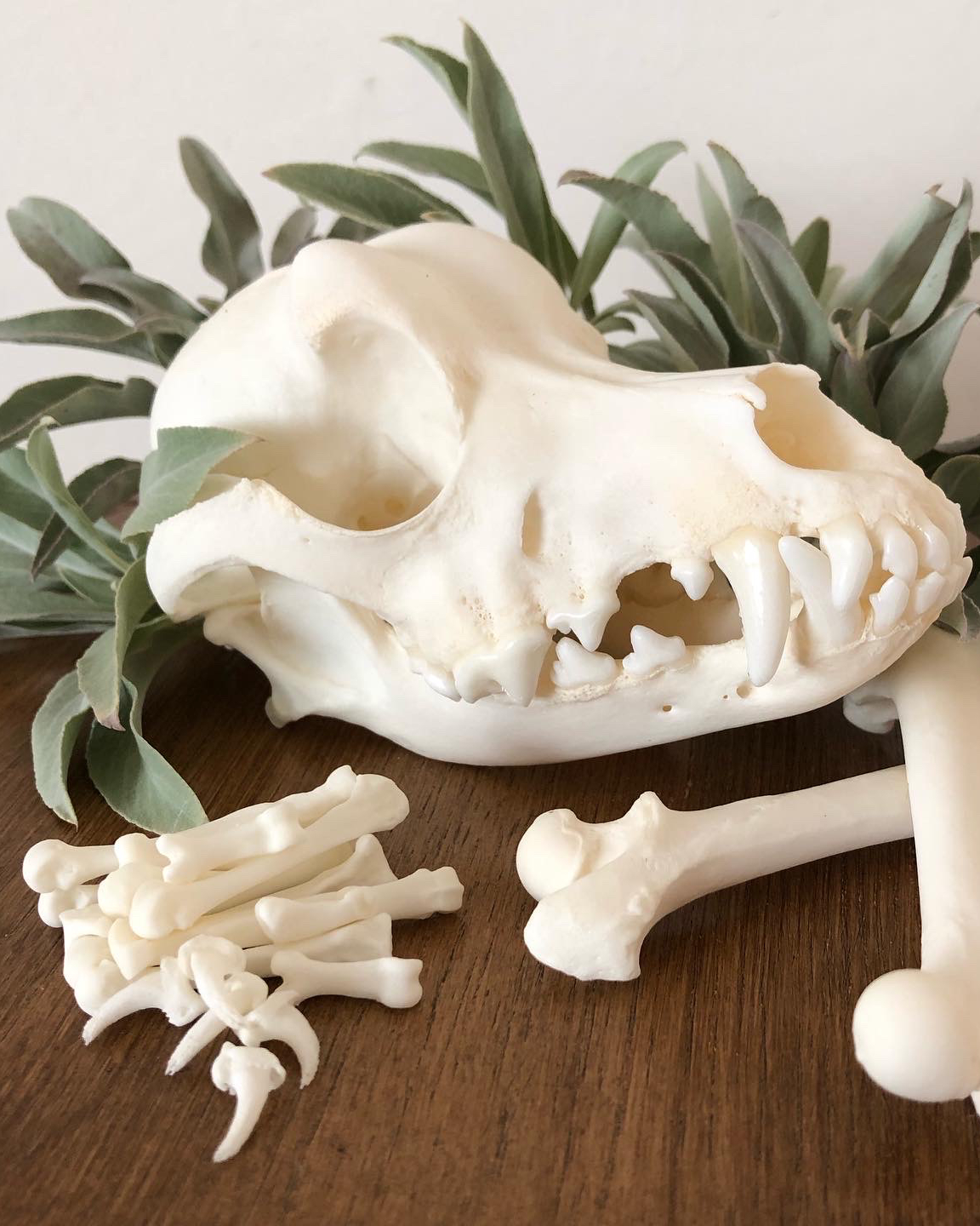 Dog skull with sage in the background, and other cleaned bones in the foreground