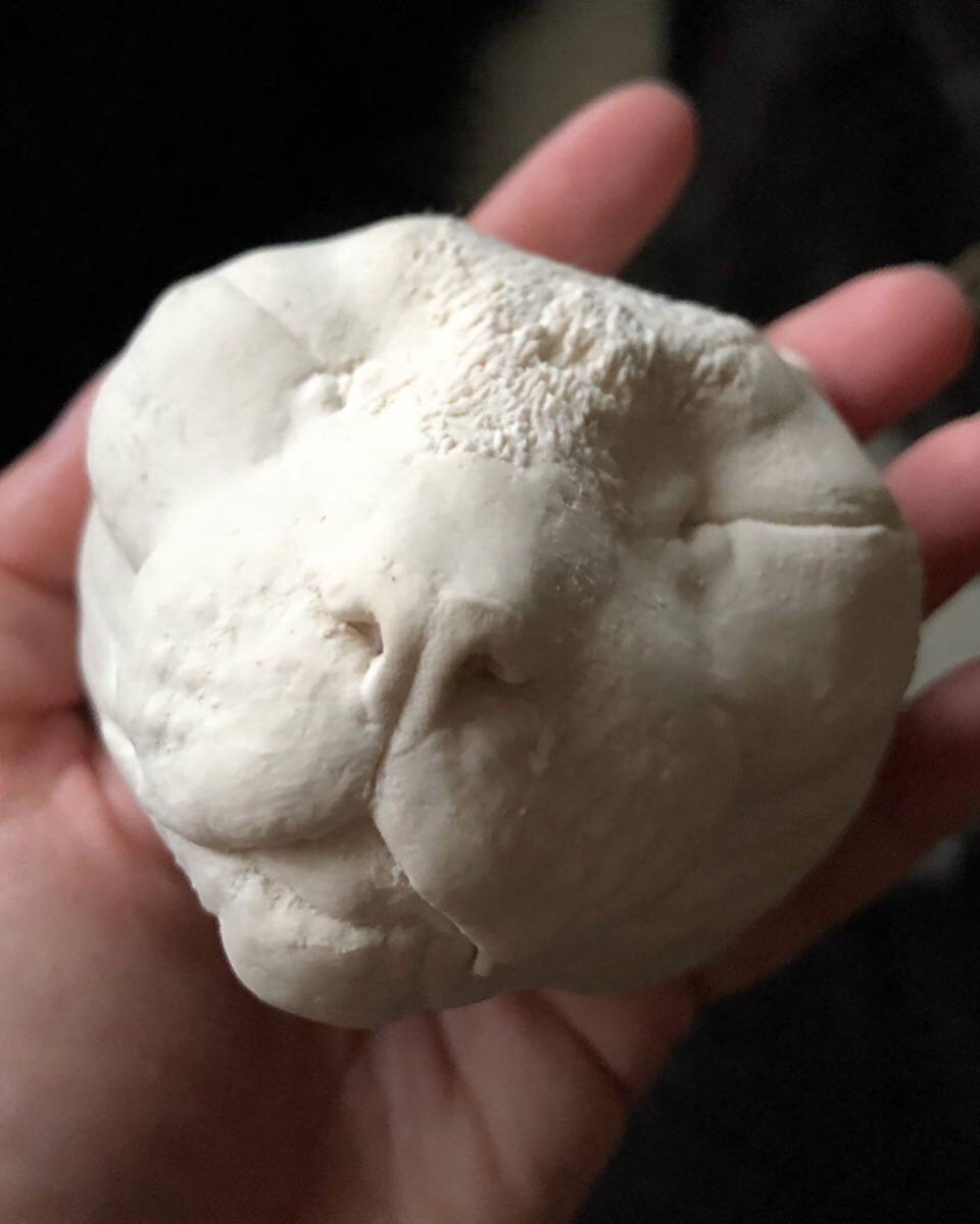 Cast of a cat's full face with its eyes closed being held in a person's hand