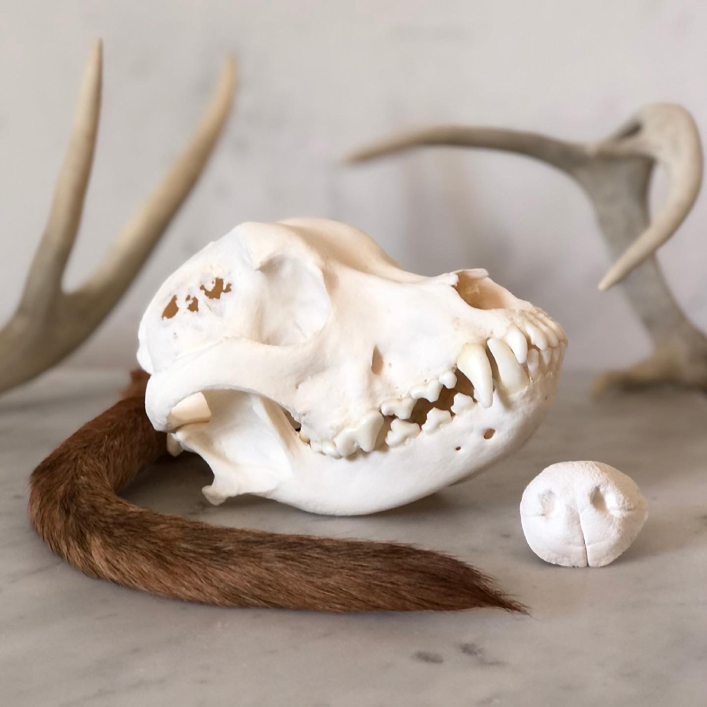 Small dog's skull with a nose cast and tail preservation next to them. Antlers are in the background.