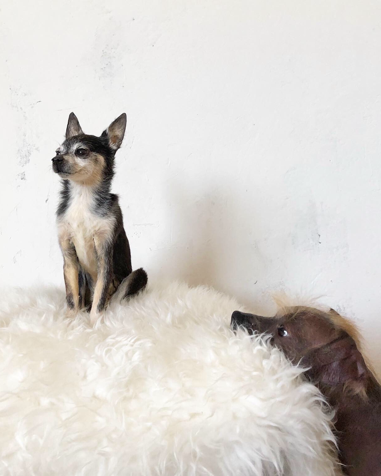Full taxidermy of a small dog looking proud, with a live dog looking at it