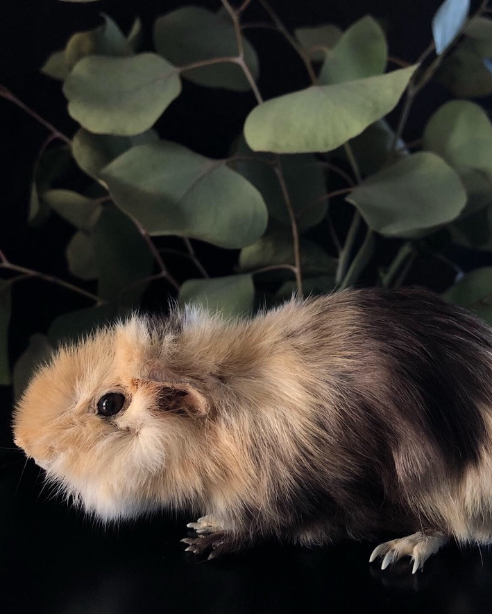 Full taxidermy of a guinea pig in front of a plant