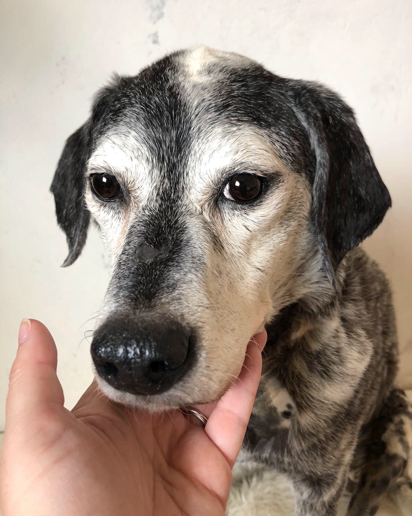 Full taxidermy of a dog, with their face being cupped by a person's hand