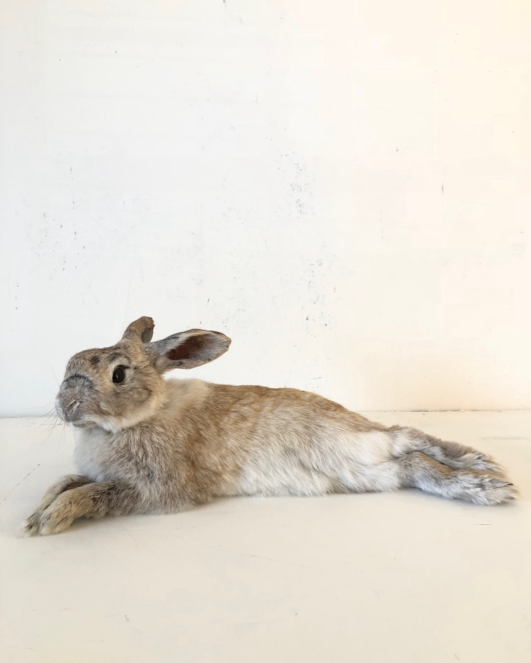 Full taxidermy of a rabbit lying on its side