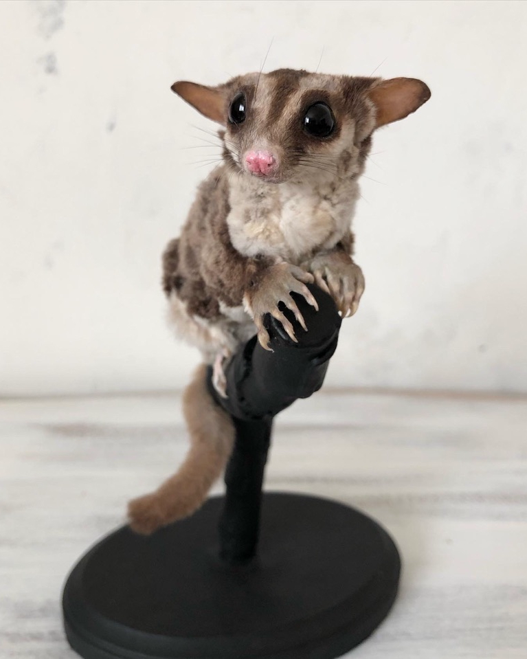 Full taxidermy of a sugar glider perched on a stand