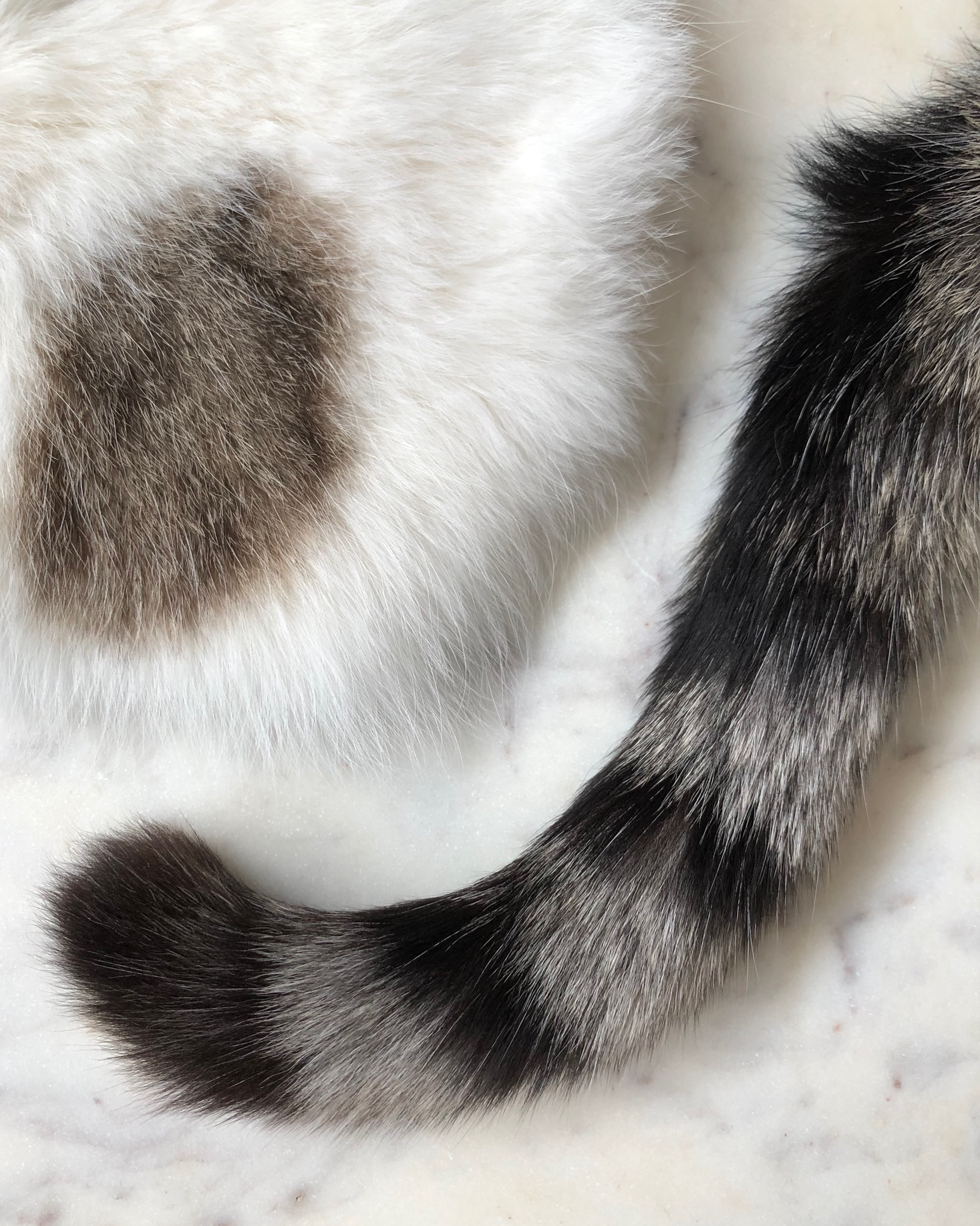 Preserved cat's tail looping next to a preserved fur patch