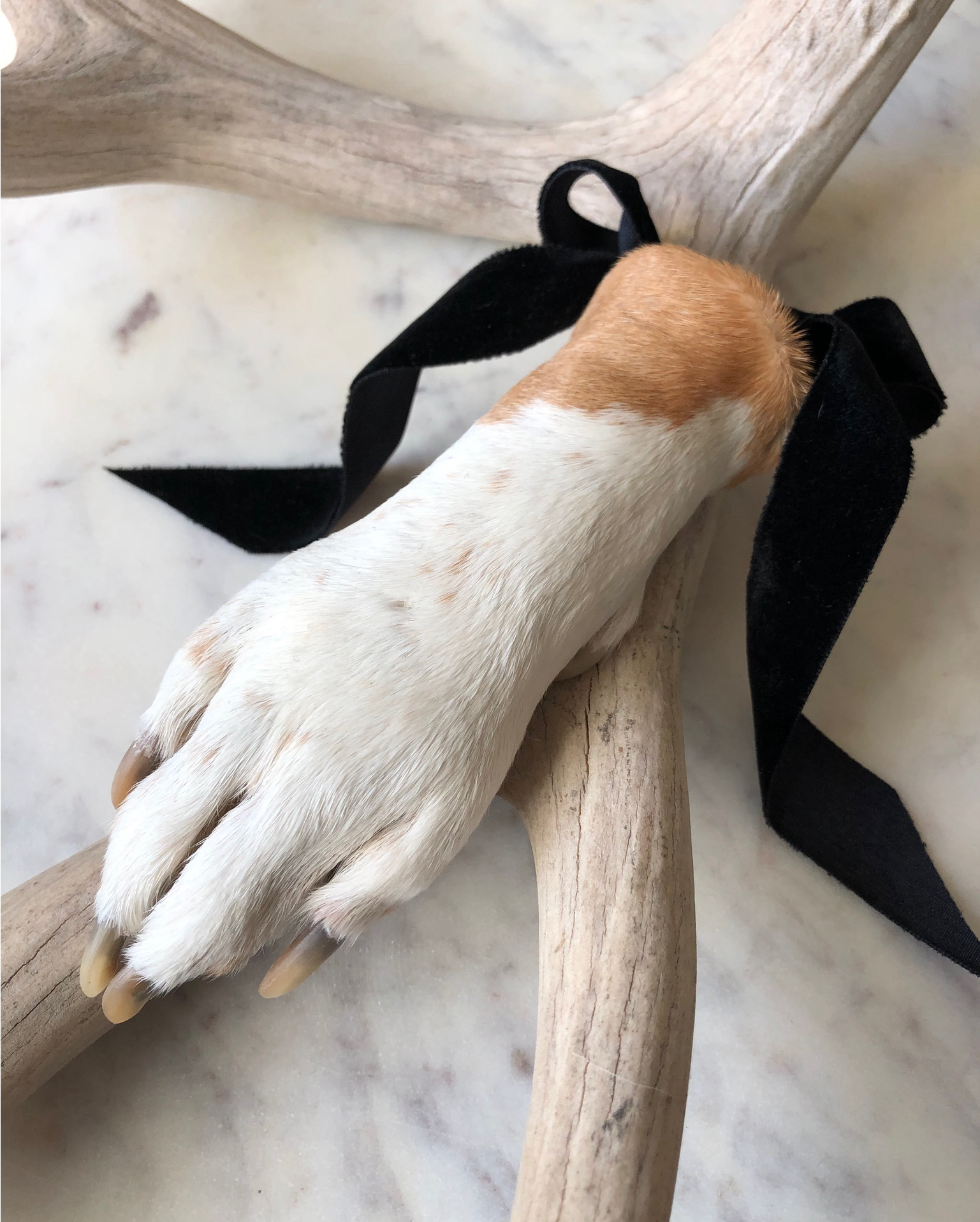 Preserved dog paw with ribbon on top of an antler